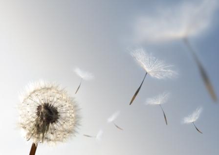 Windy Day